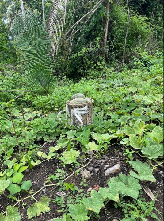 Da terra onde habitamos, plantamos e colhemos nossos alimentos saudáveis!