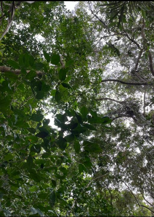 Uma floresta em pé tem mais valor!